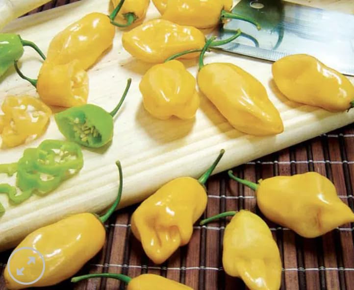 Amazon.co.jp: トウガラシ種子 シェイロ pimenta de cheiro（ピメンタ